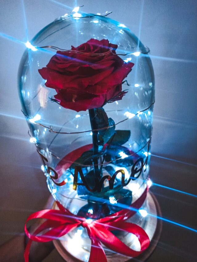 Rosa Preservada