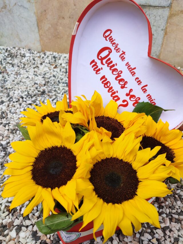 girasoles cali