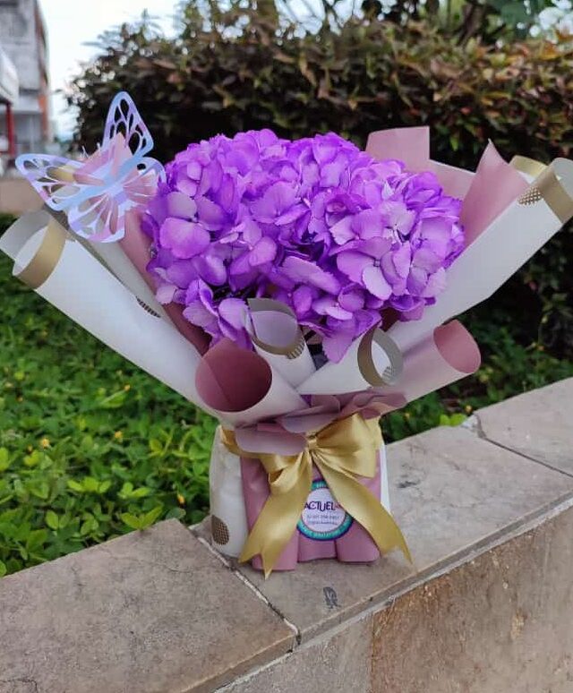 Hortensia cali