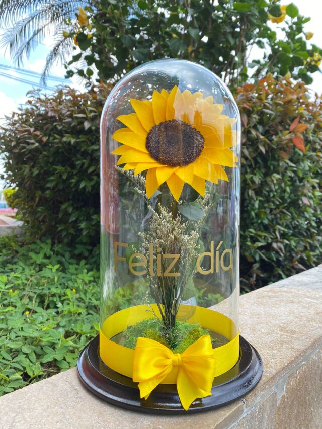 GIRASOLES CALI